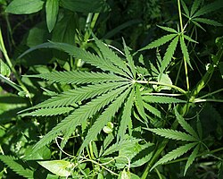 Victorian Cannabis Plebiscite Fails